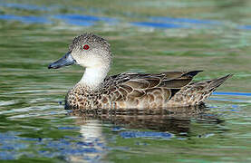 Grey Teal