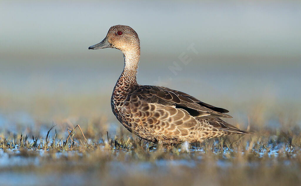 Grey Tealadult, identification