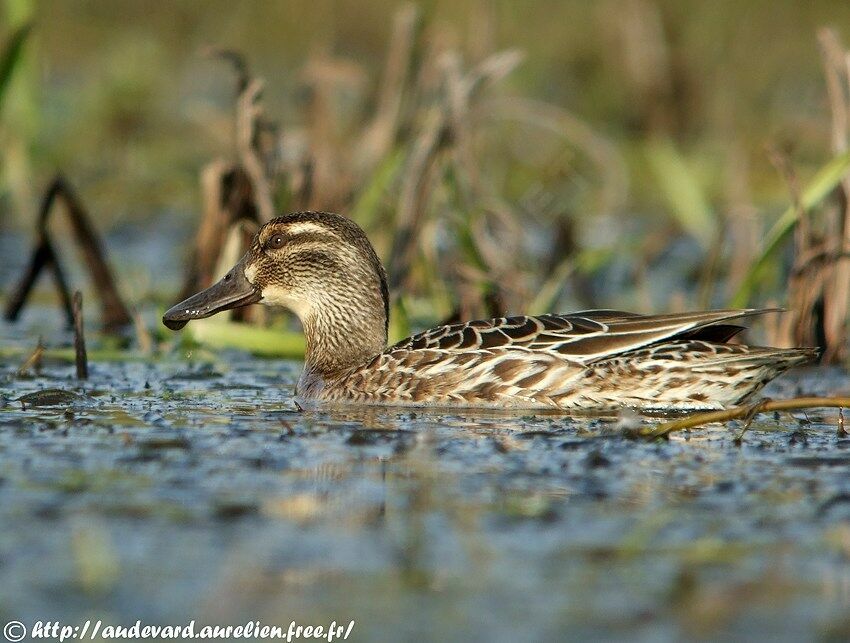 Garganey