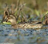 Garganey