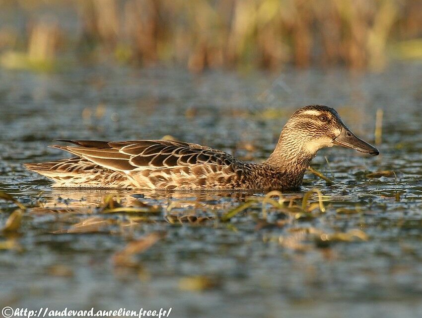 Garganey