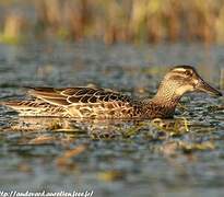 Garganey