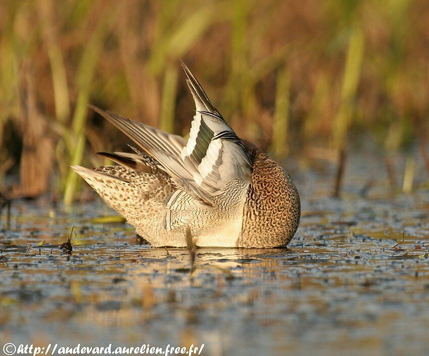 Garganey