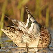 Garganey