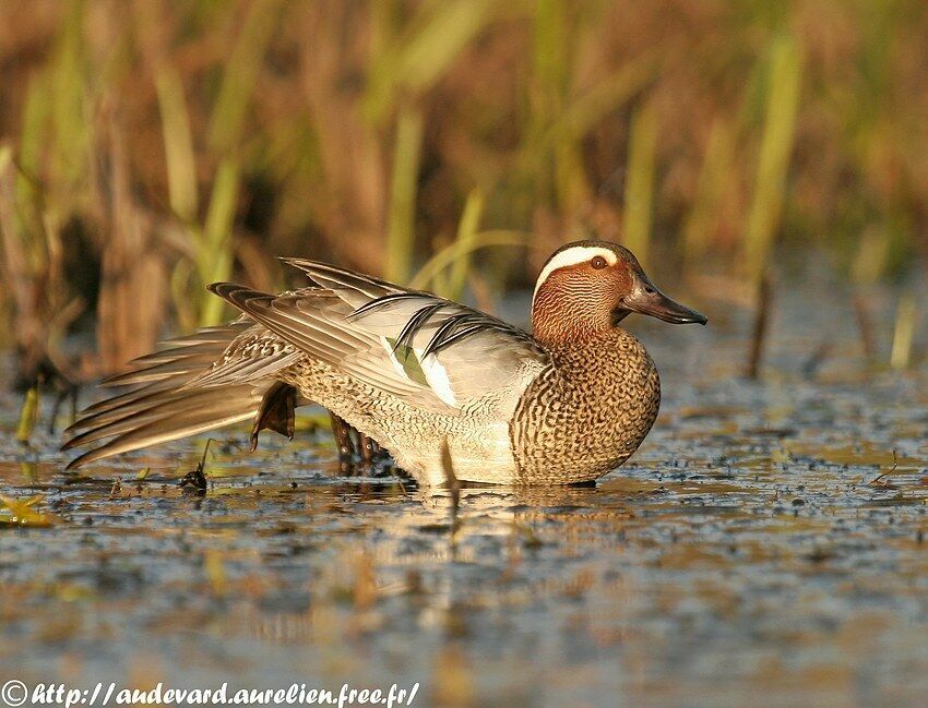 Garganey