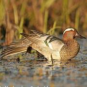 Garganey