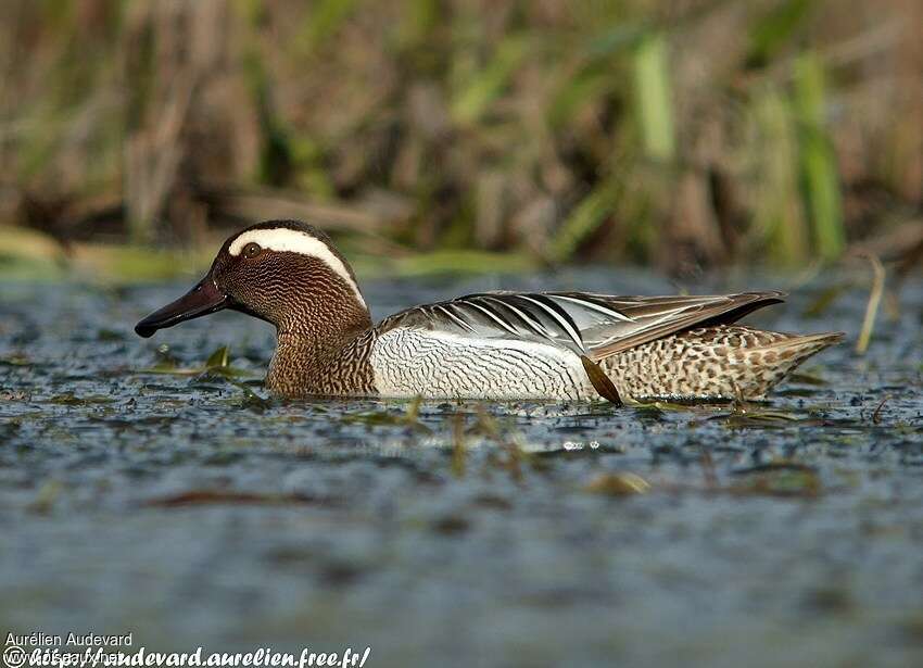 Garganey male adult breeding