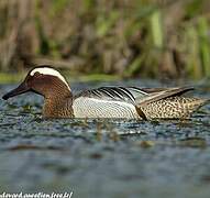 Garganey