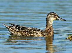 Garganey