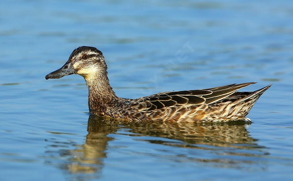 Garganey