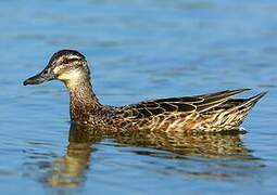 Garganey