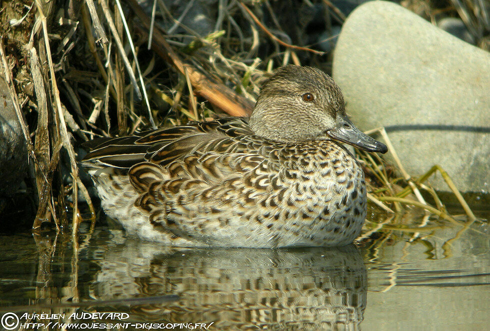 Eurasian Teal