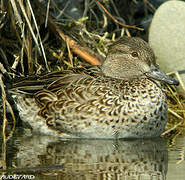 Eurasian Teal