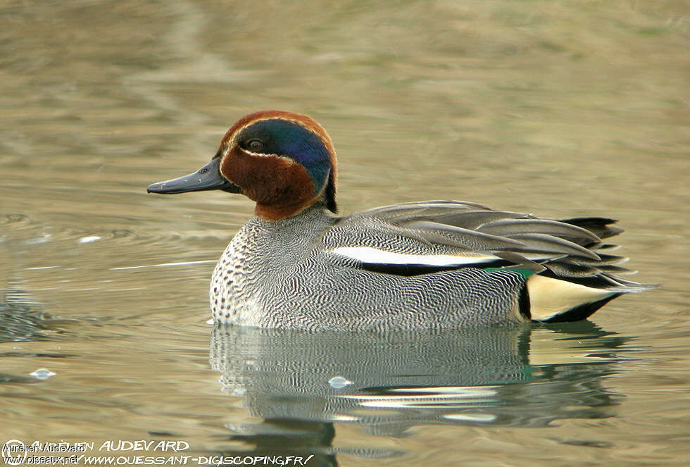 Eurasian Teal male adult breeding, identification