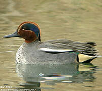 Eurasian Teal