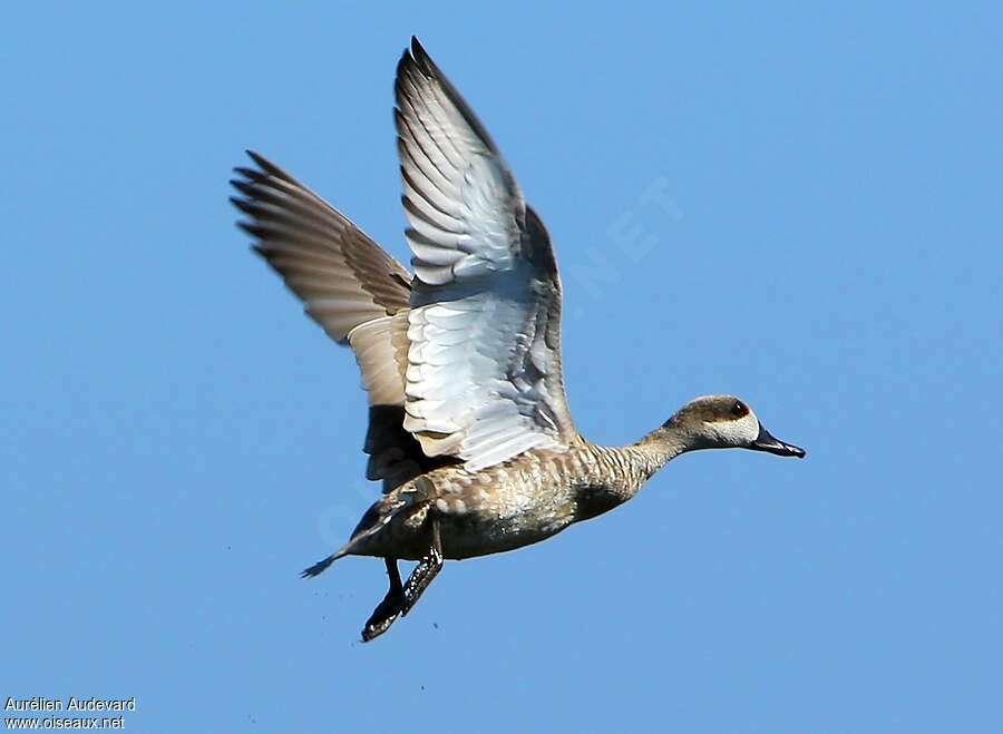 Marbled Duckadult, Flight