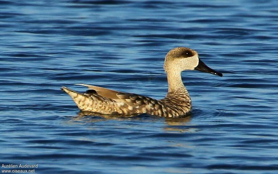 Marbled Duck male adult, identification