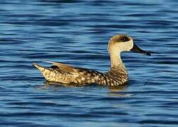 Marbled Duck