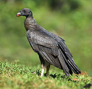King Vulture