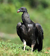 King Vulture