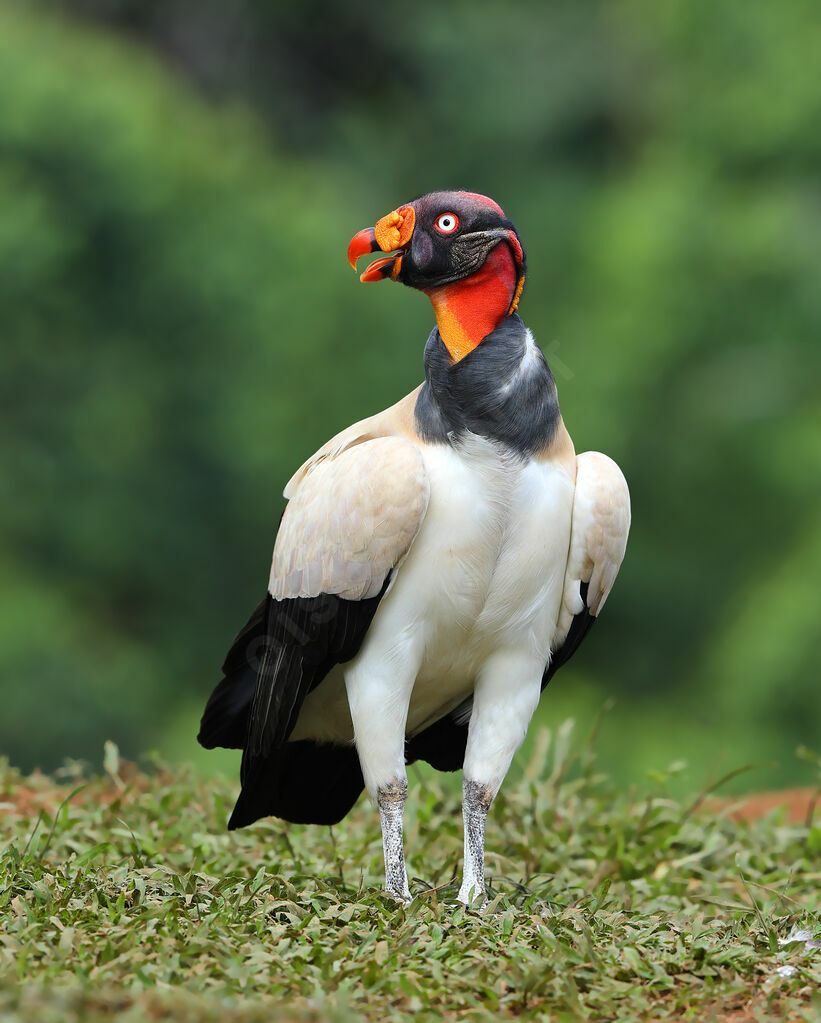 Sarcoramphe roiadulte nuptial, identification