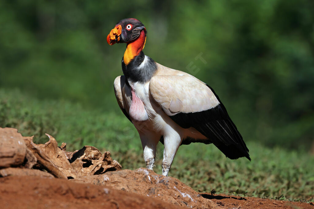 Sarcoramphe roiadulte nuptial, identification