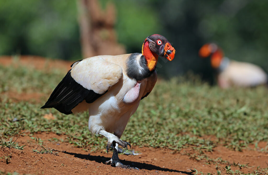 Sarcoramphe roiadulte nuptial, identification