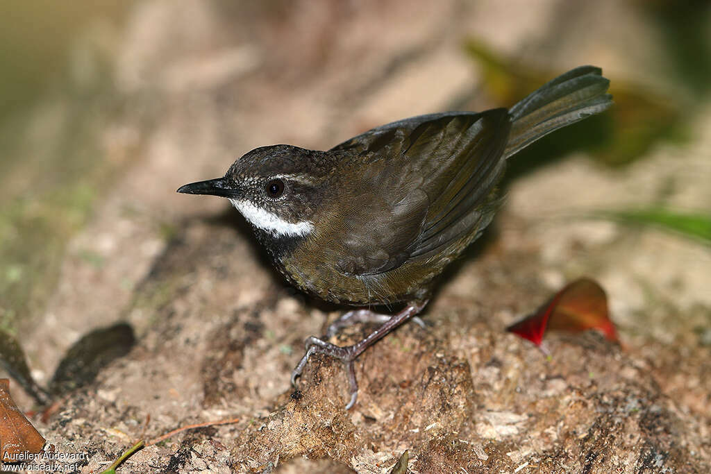 Séricorne des fougères, identification