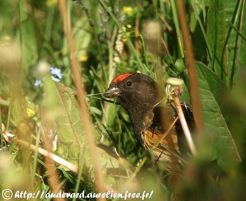 Serin à front rouge