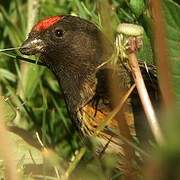 Red-fronted Serin