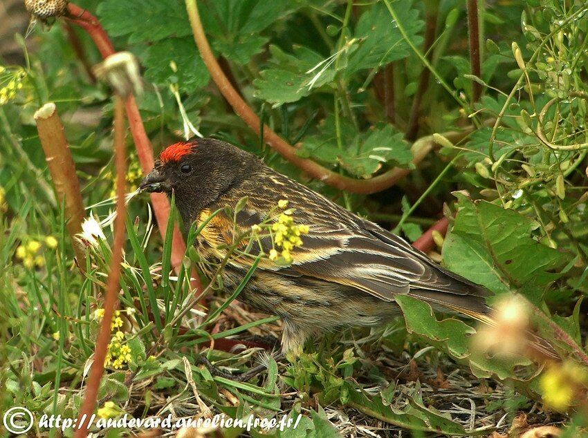 Red-fronted Serin