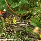 Serin à front rouge