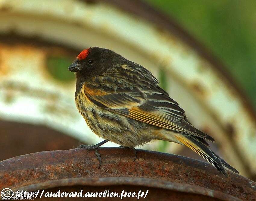 Serin à front rouge mâle adulte, identification