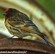 Serin à front rouge