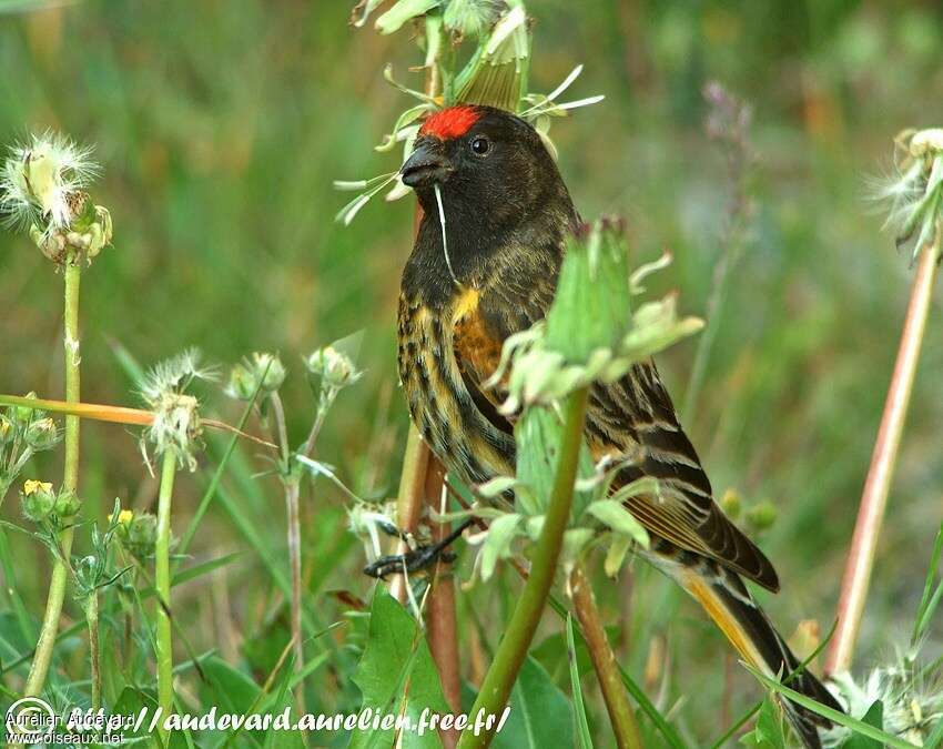 Serin à front rouge mâle adulte nuptial, mange