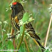 Red-fronted Serin