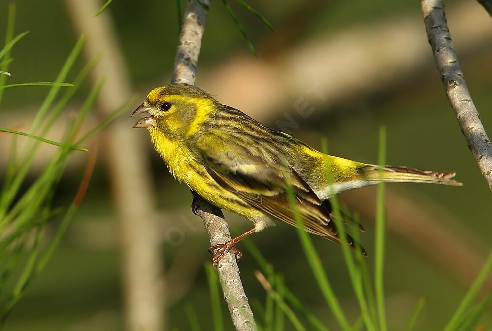 Serin cini mâle adulte nuptial, chant