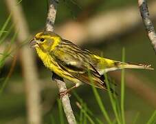 European Serin