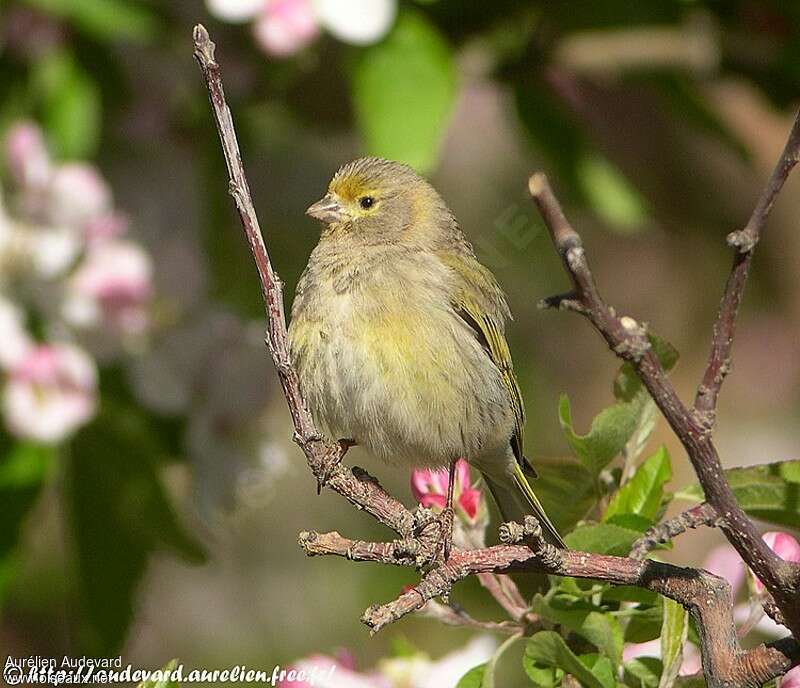 Serin syriaque femelle adulte, identification