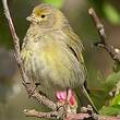 Serin syriaque