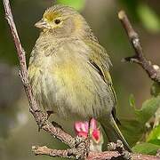 Syrian Serin