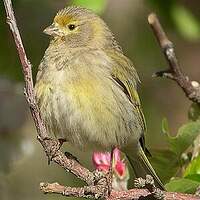 Serin syriaque