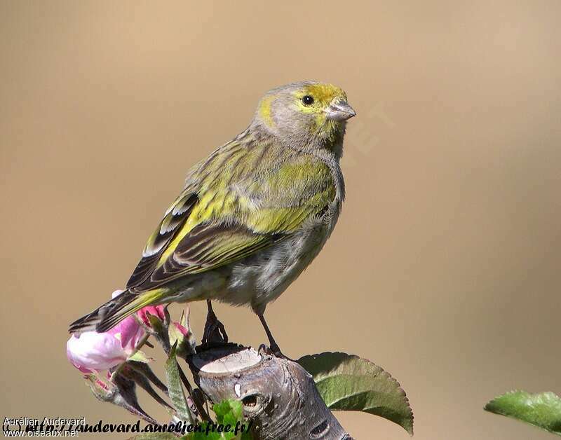 Serin syriaque mâle adulte nuptial, identification