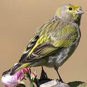 Serin syriaque