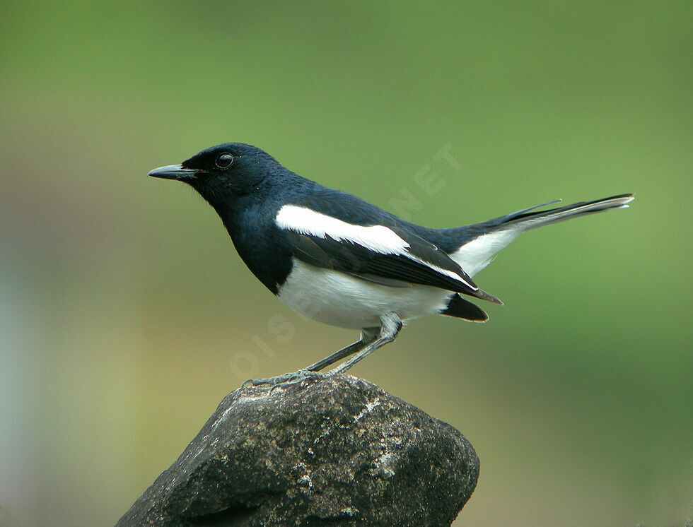 Oriental Magpie-Robin