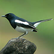 Oriental Magpie-Robin