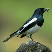 Oriental Magpie-Robin