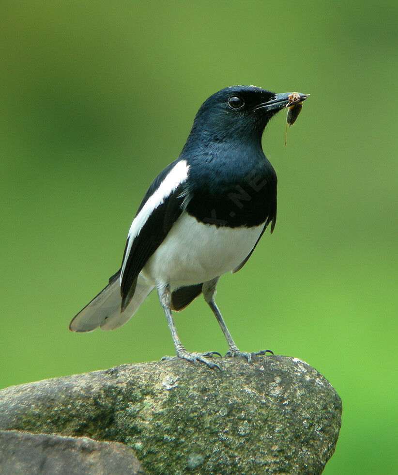 Oriental Magpie-Robin