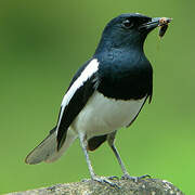 Oriental Magpie-Robin