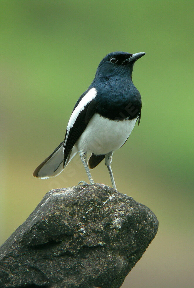 Oriental Magpie-Robin